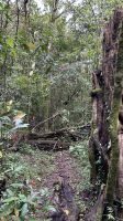008 Wanderung im Nebelwald Selva Negras 