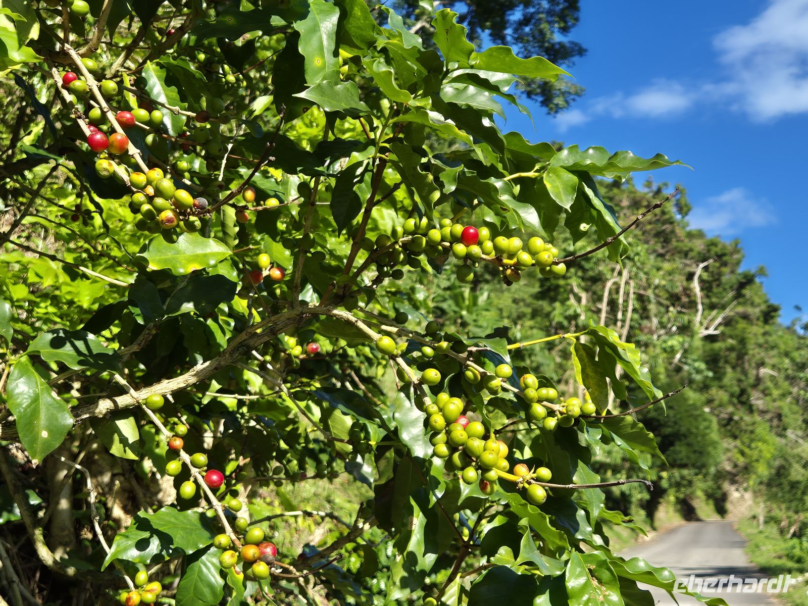 Kaffee in den Blue Mountains, Jamaika