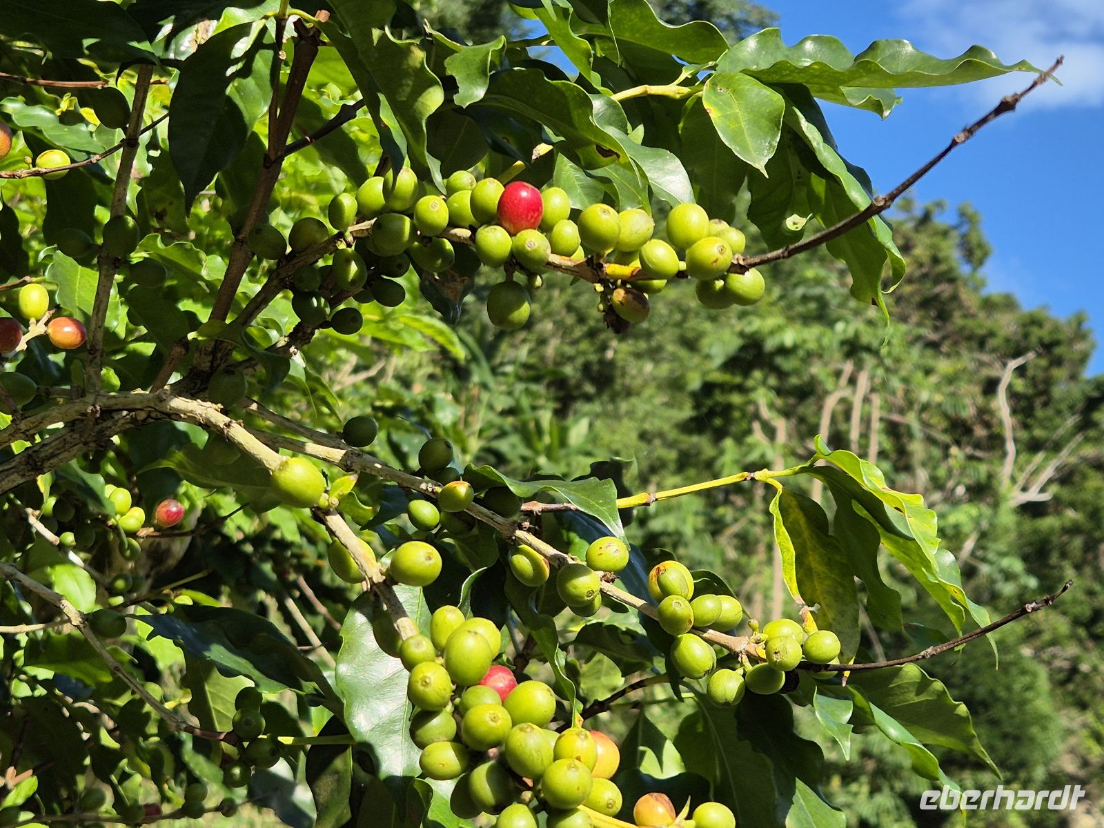 Kaffee in den Blue Mountains