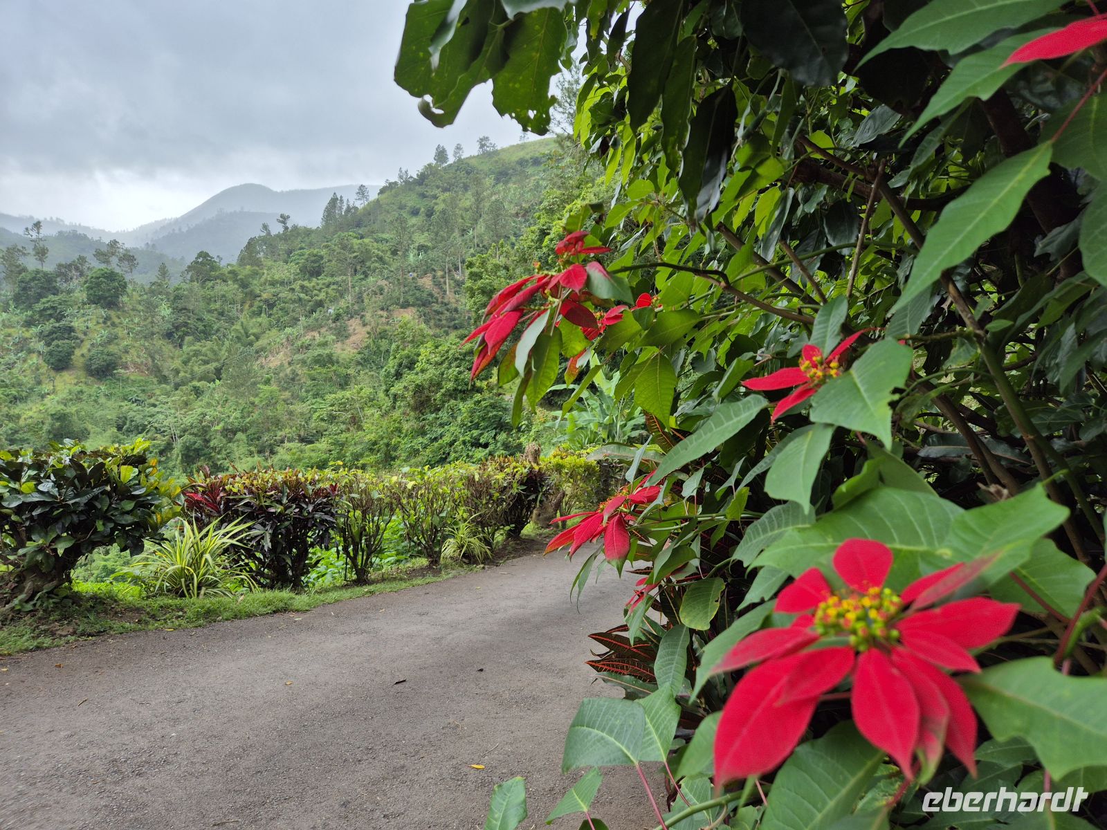 in den Blue Mountains