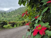 in den Blue Mountains