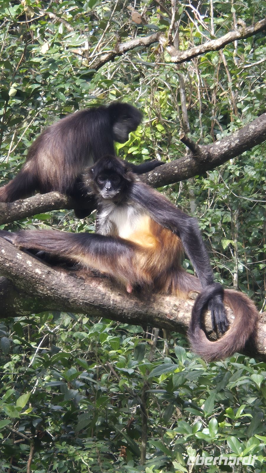 Belize Zoo, Spider Monkey (Spinnenaffe)
