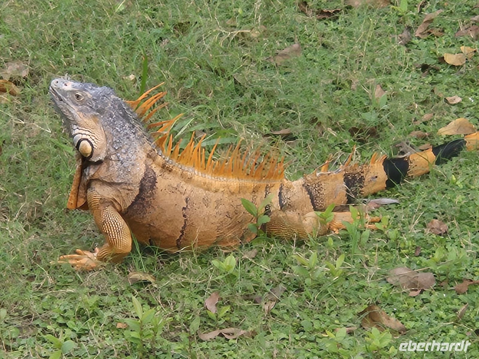 Belize, Leguan