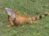Belize, Leguan