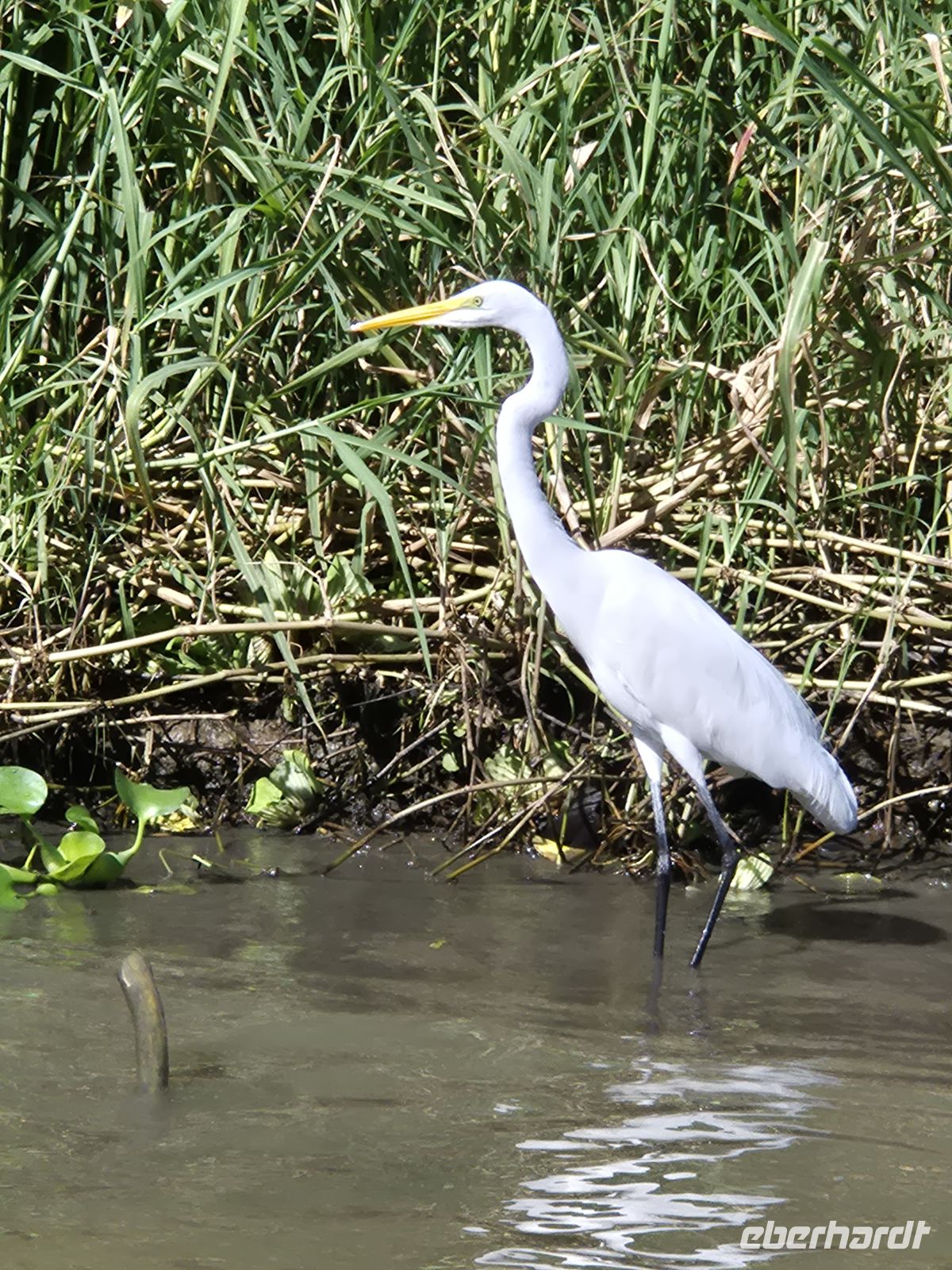 Reiher im Tortuguero NP