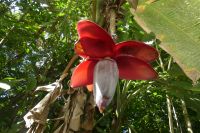 Bananenblüte