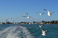 Belize (1)