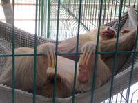 Besuch im Sloth Sanctuary 