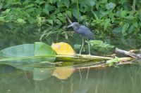 Blaureiher