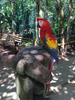 Der Ara - Nationalvogel von Honduras