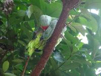 Farbenfrohe Flora und Fauna auf Roatan