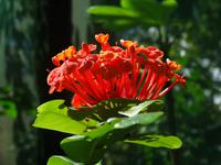 Flora auf Roatan