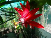 Flora auf Roatan