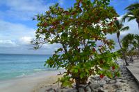 Isla Catalina (13)