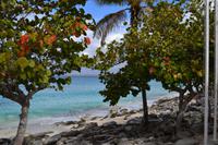 Isla Catalina (9)