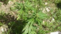 Jamaika, Besuch bei Ms. Morries...Marihuana für den Eigenbedarf ist legal