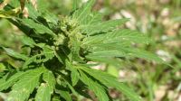 Jamaika, Besuch bei Ms. Morries...Marihuana für den Eigenbedarf ist legal