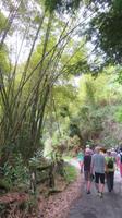 Jamaika, Blue Mountains