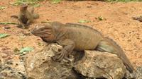 Leguan