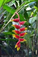 Montego Bay (3)