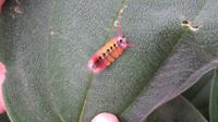 Raupe Nimmersatt