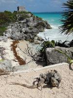 Tierisch verliebt in Tulum! ...