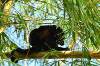Tortuguero National Park (44)