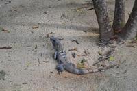 Tulum (4)