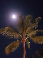 Vollmond über karibischen Palmen