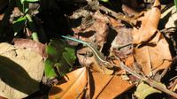 farbenfrohe Eidechse