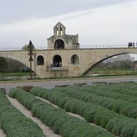 Avignon