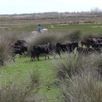 Stierzuchtfarm Camargue