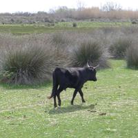Stierzuchtfarm Camargue