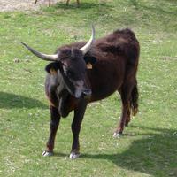 Stierzuchtfarm Camargue