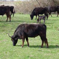 Stierzuchtfarm Camargue