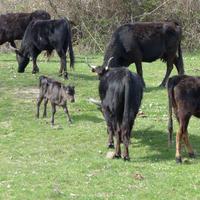 Stierzuchtfarm Camargue
