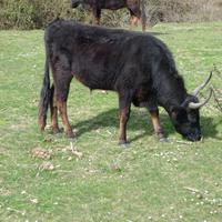 Stierzuchtfarm Camargue