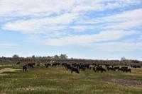 0266 Bus 1 - Manade Gilbert Arnaud