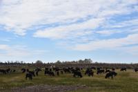 0267 Bus 1 - Manade Gilbert Arnaud