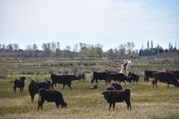 0268 Bus 1 - Manade Gilbert Arnaud