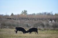 0269 Bus 1 - Manade Gilbert Arnaud