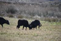 0270 Bus 1 - Manade Gilbert Arnaud