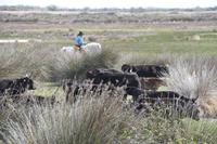 0271 Bus 1 - Manade Gilbert Arnaud