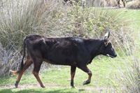 0272 Bus 1 - Manade Gilbert Arnaud