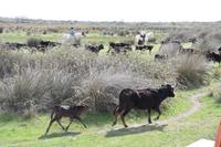 0273 Bus 1 - Manade Gilbert Arnaud