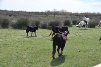 0274 Bus 1 - Manade Gilbert Arnaud