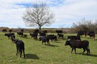 0275 Bus 1 - Manade Gilbert Arnaud