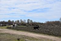 0284 Bus 1 - Manade Gilbert Arnaud