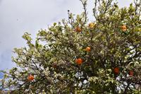 0386 Bus 1 - Menorca_Ciutadella_Pomeranze