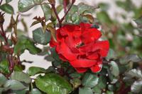 0442 Bus 1 - Cartagena_Wahrzeichen der Stadt ist die rote Rose